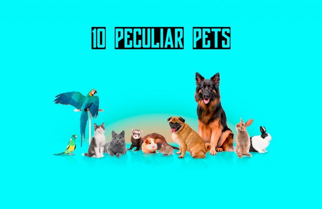 10 Most Rare And Peculiar Pets – YourDOST Blog