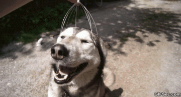 GIFS: Many Expressions Of Dogs